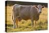 Cow Standing in Field-Anthony Harrison-Stretched Canvas