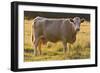 Cow Standing in Field-Anthony Harrison-Framed Photographic Print