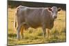 Cow Standing in Field-Anthony Harrison-Mounted Photographic Print