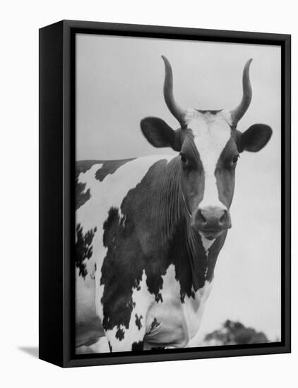 Cow Standing on Edward E. Wilson's Farm, Son of General Motors Pres. Charles Erwin Wilson-null-Framed Stretched Canvas