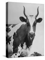 Cow Standing on Edward E. Wilson's Farm, Son of General Motors Pres. Charles Erwin Wilson-null-Stretched Canvas