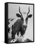 Cow Standing on Edward E. Wilson's Farm, Son of General Motors Pres. Charles Erwin Wilson-null-Framed Stretched Canvas