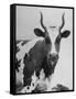 Cow Standing on Edward E. Wilson's Farm, Son of General Motors Pres. Charles Erwin Wilson-null-Framed Stretched Canvas