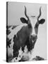 Cow Standing on Edward E. Wilson's Farm, Son of General Motors Pres. Charles Erwin Wilson-null-Stretched Canvas