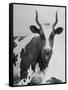 Cow Standing on Edward E. Wilson's Farm, Son of General Motors Pres. Charles Erwin Wilson-null-Framed Stretched Canvas