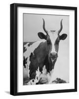 Cow Standing on Edward E. Wilson's Farm, Son of General Motors Pres. Charles Erwin Wilson-null-Framed Photographic Print