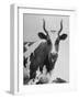 Cow Standing on Edward E. Wilson's Farm, Son of General Motors Pres. Charles Erwin Wilson-null-Framed Photographic Print