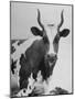 Cow Standing on Edward E. Wilson's Farm, Son of General Motors Pres. Charles Erwin Wilson-null-Mounted Photographic Print