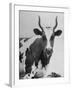 Cow Standing on Edward E. Wilson's Farm, Son of General Motors Pres. Charles Erwin Wilson-null-Framed Photographic Print