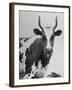 Cow Standing on Edward E. Wilson's Farm, Son of General Motors Pres. Charles Erwin Wilson-null-Framed Photographic Print