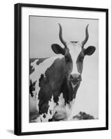 Cow Standing on Edward E. Wilson's Farm, Son of General Motors Pres. Charles Erwin Wilson-null-Framed Photographic Print