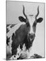 Cow Standing on Edward E. Wilson's Farm, Son of General Motors Pres. Charles Erwin Wilson-null-Mounted Photographic Print