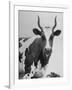 Cow Standing on Edward E. Wilson's Farm, Son of General Motors Pres. Charles Erwin Wilson-null-Framed Photographic Print