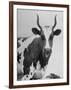 Cow Standing on Edward E. Wilson's Farm, Son of General Motors Pres. Charles Erwin Wilson-null-Framed Photographic Print