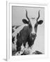 Cow Standing on Edward E. Wilson's Farm, Son of General Motors Pres. Charles Erwin Wilson-null-Framed Photographic Print