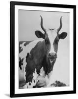 Cow Standing on Edward E. Wilson's Farm, Son of General Motors Pres. Charles Erwin Wilson-null-Framed Photographic Print