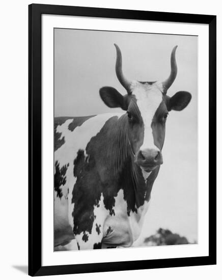 Cow Standing on Edward E. Wilson's Farm, Son of General Motors Pres. Charles Erwin Wilson-null-Framed Photographic Print