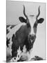 Cow Standing on Edward E. Wilson's Farm, Son of General Motors Pres. Charles Erwin Wilson-null-Mounted Photographic Print