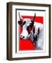 Cow Still 1-The Saturday Evening Post-Framed Premium Giclee Print