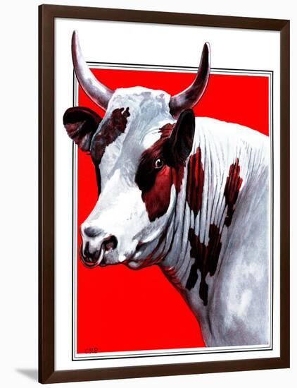 Cow Still 1-The Saturday Evening Post-Framed Premium Giclee Print