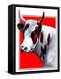 Cow Still 1-The Saturday Evening Post-Framed Stretched Canvas