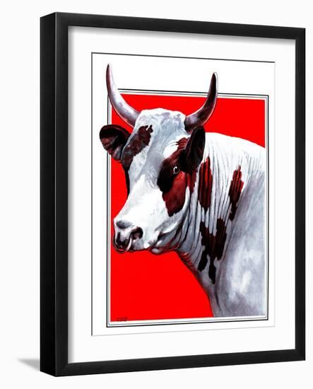 Cow Still 1-The Saturday Evening Post-Framed Giclee Print