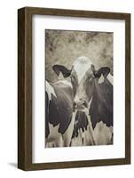 Cow Straw Chewin 2-null-Framed Photographic Print