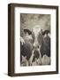 Cow Straw Chewin 2-null-Framed Photographic Print