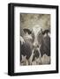 Cow Straw Chewin 2-null-Framed Photographic Print