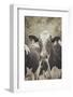 Cow Straw Chewin 2-null-Framed Photographic Print