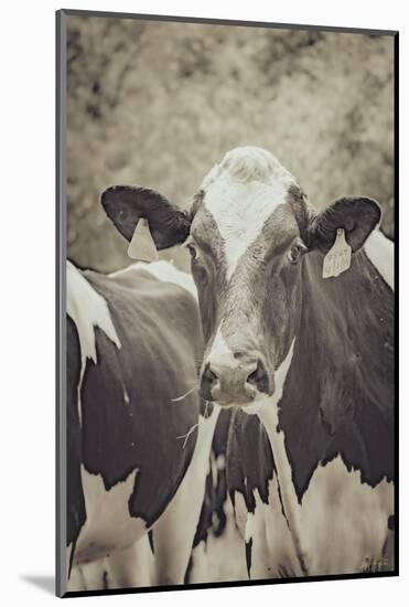 Cow Straw Chewin 2-null-Mounted Photographic Print