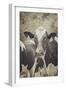 Cow Straw Chewin 2-null-Framed Photographic Print