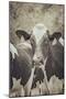Cow Straw Chewin 2-null-Mounted Photographic Print