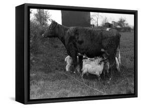 Cow Suckling Lambs-null-Framed Stretched Canvas