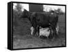 Cow Suckling Lambs-null-Framed Stretched Canvas
