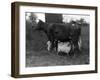 Cow Suckling Lambs-null-Framed Premium Photographic Print