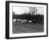 Cow Suckling Lambs-null-Framed Premium Photographic Print