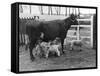 Cow Suckling Lambs-null-Framed Stretched Canvas