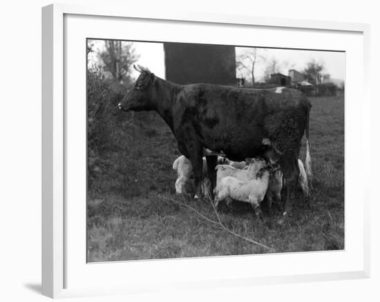 Cow Suckling Lambs-null-Framed Photographic Print