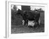 Cow Suckling Lambs-null-Framed Photographic Print