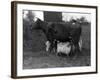 Cow Suckling Lambs-null-Framed Photographic Print