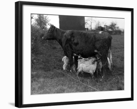 Cow Suckling Lambs-null-Framed Photographic Print