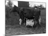 Cow Suckling Lambs-null-Mounted Photographic Print