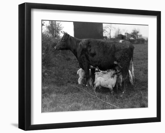 Cow Suckling Lambs-null-Framed Photographic Print