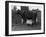 Cow Suckling Lambs-null-Framed Photographic Print