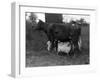 Cow Suckling Lambs-null-Framed Photographic Print