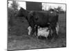 Cow Suckling Lambs-null-Mounted Photographic Print