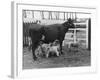 Cow Suckling Lambs-null-Framed Photographic Print