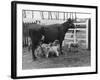 Cow Suckling Lambs-null-Framed Photographic Print