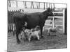 Cow Suckling Lambs-null-Mounted Photographic Print